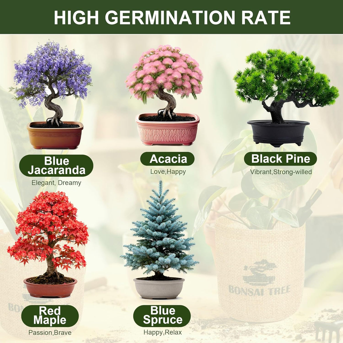 5 Pack Bonsai Tree Kit - 5 Seeds Growing Plant Bonsai Tree Live Kit for Beginners, Easy to Grow Complete Indoor Garden Starter Kits with Wooden Box & Tools, Christmas Gifts for Men Women Plant Lover