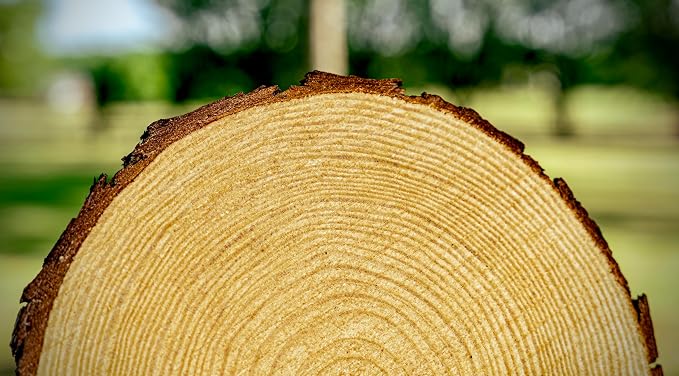 Set of 11-13 inch Large Wood Slices - Image 6